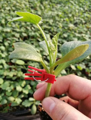 平江哪有育嫁接西瓜苗,常熟甜王\美都西瓜苗育苗厂